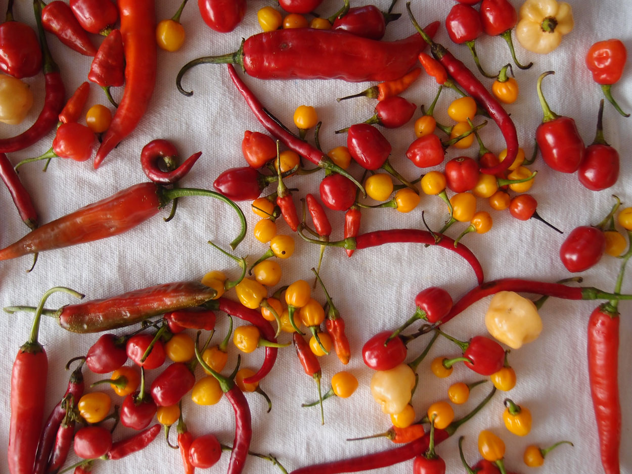 2016-01-26 Pimentas 1 + 2 (Foto)